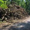 An der Wertach hat das Augsburger Forstamt in den vergangenen Tagen kranke Bäume gefällt. 	