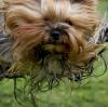 Ein Yorkshire Terrier ist in neu-Ulm aus einem Fenster gesprungen. Symbolbild