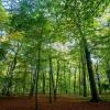 Der mutmaßliche Täter versteckte sich in einem Waldstück.