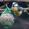 Eine Blaumeise hängt an einem Meisenknödel, der als winterliche Futterstelle an einem Baum aufgehängt ist.