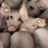 Schweine sind allgegenwärtig in Jean-Baptiste del Amos Roman "Tierreich".