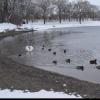 Schwäne, Enten und Blässhühner tummeln sich im eisfreien Bereich des Königsbrunner Ilsesee. Die Wasserwacht warnt die Menschen eindringlich davor, sich aufs Eis zu wagen.
