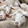 Das Landratsamt hat die verwahrlosten Schafe von einem Hof in Leeder jetzt verkauft. 