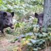 Die Wildschweine finden paradiesische Verhältnisse vor: Da ist der Mais als Nahrung. Die Winter werden immer milder. Deshalb überleben selbst schwache Frischlinge.