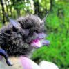 Die Große Bartfledermaus ist eine stark gefährdete Art. Fledermäuse dürfen nur mit Ausnahmegenehmigung gefangen oder zur Pflege gehalten werden. Fotos: privat