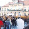 Die Rinderherde der Saleres vor dem Rathaus in Giromagny. 