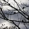 Vögel sitzen vor aufziehenden Wolken in einem kahlen Baum.