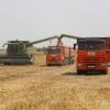 Landwirte ernten mit ihren Mähdreschern Weizen auf einem Weizenfeld in Südwestrussland. Baywa geht davon aus, dass in diesem Jahr ein erheblicher Teil der Getreideexporte aus Russland und der Ukraine ausfallen wird.
