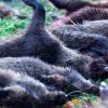 Ein Übergreifen der Afrikanischen Schweinepest würde auch den für die Entsorgung von Tierkörpern zuständigen Zweckverband ZTA vor große Herausforderungen stellen. Neben Wildschweinen könnten auch Mastschweine infiziert werden. Dann müssten nicht nur eine Jagd-Strecke, sondern auch der Bestand eines ganzen Stalls gekeult und beseitigt werden. 