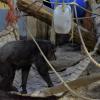 Schimpansin Niki auf einer der Hängematten, die der Augsburger Zoo aus Feuerwehrschläuchen gebaut hat.