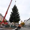 Mithilfe eines Krans wurde die Nordmanntanne, die heuer der Gersthofer Weihnachtsbaum ist, auf den Rathausplatz gehievt.