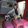 Aus dem Tierheim Augsburg sind am Montag die Katzen ausgezogen. "Katzenchefin" Lena Uczen verstaut sie in den Transporter für die Fahrt nach Friedberg. 