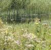 Große Bereiche des Leipheimer Donaumooses wurden in den vergangenen Jahren wieder vernässt (Archivbild). Der Landkreis sieht in der Renaturierung trocken gelegter und landwirtschaftlich genutzter Moorflächen ein großes Potenzial für den Klimaschutz. 