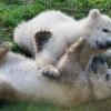 Einige Jahre später versetzen die Eisbärenzwillinge Nela und Nobby das Publikum im Münchner Zoo Hellabrunn in Verzückung. Sie kommen im Dezember 2013 zur Welt.