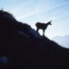 Am Abgrund: Ist die Zukunft der Gämsen in den Alpen gefährdet?