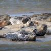 Seehunde und Kegelrobben liegen auf einer Sandbank vor der ostfriesischen Insel Spiekeroog.