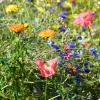 Mohn, Kornblumen und Ringelblumen sorgen für Farbenpracht und geben Insekten Nahrung – auch im heimischen Garten. 	Der Landschaftspflegeverband Aichach-Friedberg gibt Tipps, wie es gelingt. 