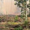 Flammen sind im Waldstück bei einem Waldbrand zu sehen.