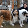 Die Collies Gary und Merlin zählen für Ludwig Eder zur Familie.