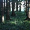 Ein Drittel der Fläche Deutschlands ist von Wäldern bedeckt. Doch viele Bäume sind durch Dürre oder Schädlinge geschwächt.  