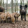Der Betrieb Kaisheim der Bayerischen Staatsforsten legt nach eigenen Angaben großen Wert auf die Jagd von Wildschweinen. 