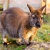 Fast zwei Wochen wurde bei Breitbrunn nach einem ausgebrochenen Känguru gesucht.