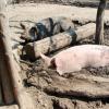Die Schweine verbringen auf dem Gnadenhof den größten Teil des „Jahrhundertsommers“ in ihrer Schlammsuhle.