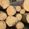 Unbekannte haben bei Otting und Wemding größere Mengen Fichtenholz gestohlen.