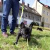 In Dillingen hat ein Hund einen Giftköder gefressen. 
