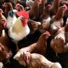 Hühner dürfen nicht mehr ins Freie. Dadurch sollen sie vor der Vogelgrippe geschützt werden.  	