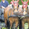 Die Teilnehmer starten in vier Klassen: Großpferde und Ponys sind zugelassen – jeweils wird ein- und zweispännig gefahren. 