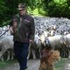 Josef Hartl ist derzeit mit rund 600 Schafen bei Gersthofen unterwegs. Nach dem Wolfsriss von Biberbach haben er und sein Sohn Christian nicht nur Sorge um ihre Tiere, sie sehen sogar ihre Existenz gefährdet.