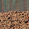 Wollte jemand illegalerweise Holz machen? In Monheim sägt eine unbekannte Person drei Bäume um.