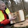Im Augsburger Stadtwald sind Tausende Bäume vom Eschentriebsterben befallen. Laut Forstamtschef Jürgen Kircher müssen immer mehr gefällt werden. 