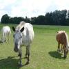 Ein unbekannter Tierquäler hatte es bei Pfaffenhausen auf Pferde abgesehen. Jetzt fürchten Pferdebesitzer aus der Region um die Sicherheit ihrer Tiere. 