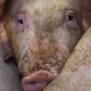 Die Mitglieder des Rieder Bauausschuss haben den Antrag zur Änderung eines geplanten Schweinemaststalles in ihrer vergangenen Sitzung abgelehnt.