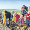 Auf dem Kartoffelacker von Landwirt Alfred Deininger hatten die Kleinen aus dem Ehinger Kinderhaus Ringelreihen jede Menge Spaß beim Kartoffelklauben. 