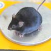 Eine dicke Maus mit einem Gewicht von 49,2 Gramm sitzt bei einer wissenschaftlichen Untersuchung zur Fettleibigkeit auf einer Waage.