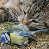Sind Katzen wirklich schuld daran, dass die Populationen der Singvögel in unserer Region zurückgehen? Das LT hat mit verschiedenen Experten über das Thema gesprochen. 