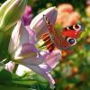Lilien zählen zu den beliebtesten Zierpflanzen in vielen Kulturen. Wir haben Pflegetipps und Infos zur Lilie für Sie.