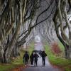 Über Jahrhunderte haben die knorrigen Buchen in der "Game of Thrones"-Allee "Dark Hedges" ihr einmaliges Aussehen entwickelt.