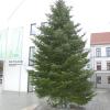 Frisch aufgestellt ist der Weihnachtsbaum in Thannhausen, der auch ein Wunschbaum ist. Ab nächster Woche werden die Wünsche an die Äste gehängt, die Bürger anderen Thannhausern erfüllen dürfen. 	
