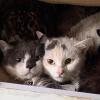Mehr als 100 Katzen haben Helferinnen und Helfer aus einer verdreckten Wohnung in Mittelfranken befreit.