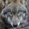 Der Wolf ist offenbar zurück in der Region Ulm.