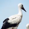 Das ist Franz, ebenfalls ein junger Storch aus Rain.