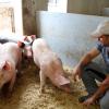 Die Landwirte Josef Gelb senior und junior in Steinach bei Merching wollen ihre Mastschweine artgerecht halten. Die Tiere haben mehr Platz und leben auf einer Strohunterlage. 	 	