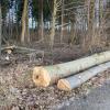 In der Nähe des Wallenhauser Wegs in Buch haben Holzdiebe einen mehr als drei Meter langen Baumstamm gestohlen.  