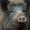 Wildschweine im Wittelsbacher Land sind immer noch stark mit Radioaktivität belastet.  