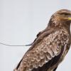 Der Klimawandel bedroht viele Vögel Europas
