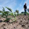 ARCHIV - 18.07.2018, Sachsen, Wildenhain: Landwirt Matthias Böbel von der Erzeugergemeinschaft Agrarprodukte eG steht auf einem vertrockneten Feld, auf dem nur wenige Maispflanzen wachsen. zu dpa «Die große Dürre: Wie Bauern im Süden und Osten die Krise bewältigen» vom 03.08.2018 Foto: Monika Skolimowska/ZB/dpa +++ dpa-Bildfunk +++